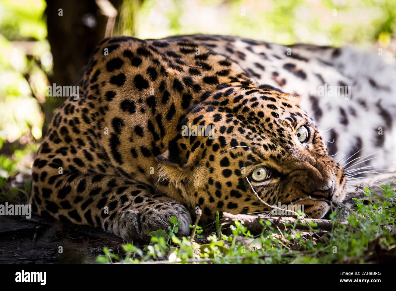 Close up portrait of a leopard lying under a canopy and staring at the camera Stock Photo