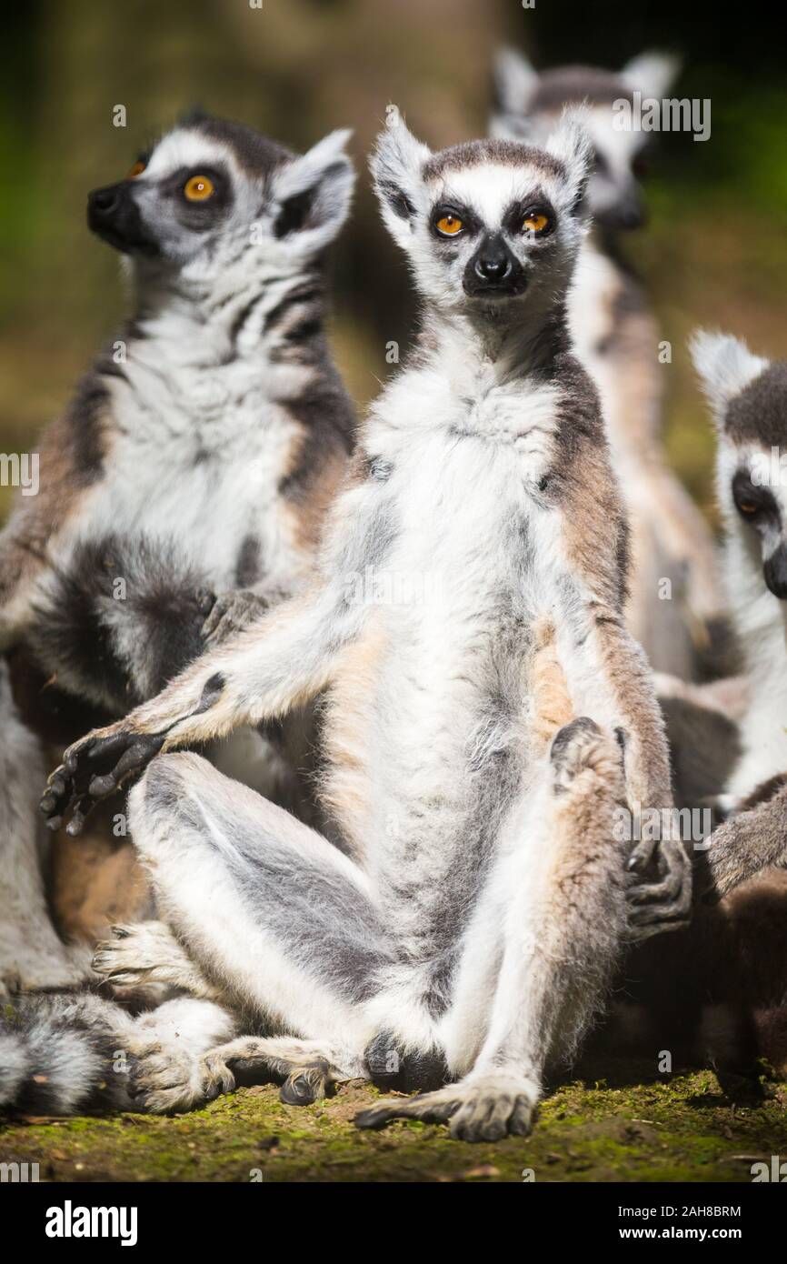 Close up portrait of three wild lemurs sitting and catching sun in a funny way; one of them is staring back at the camera Stock Photo