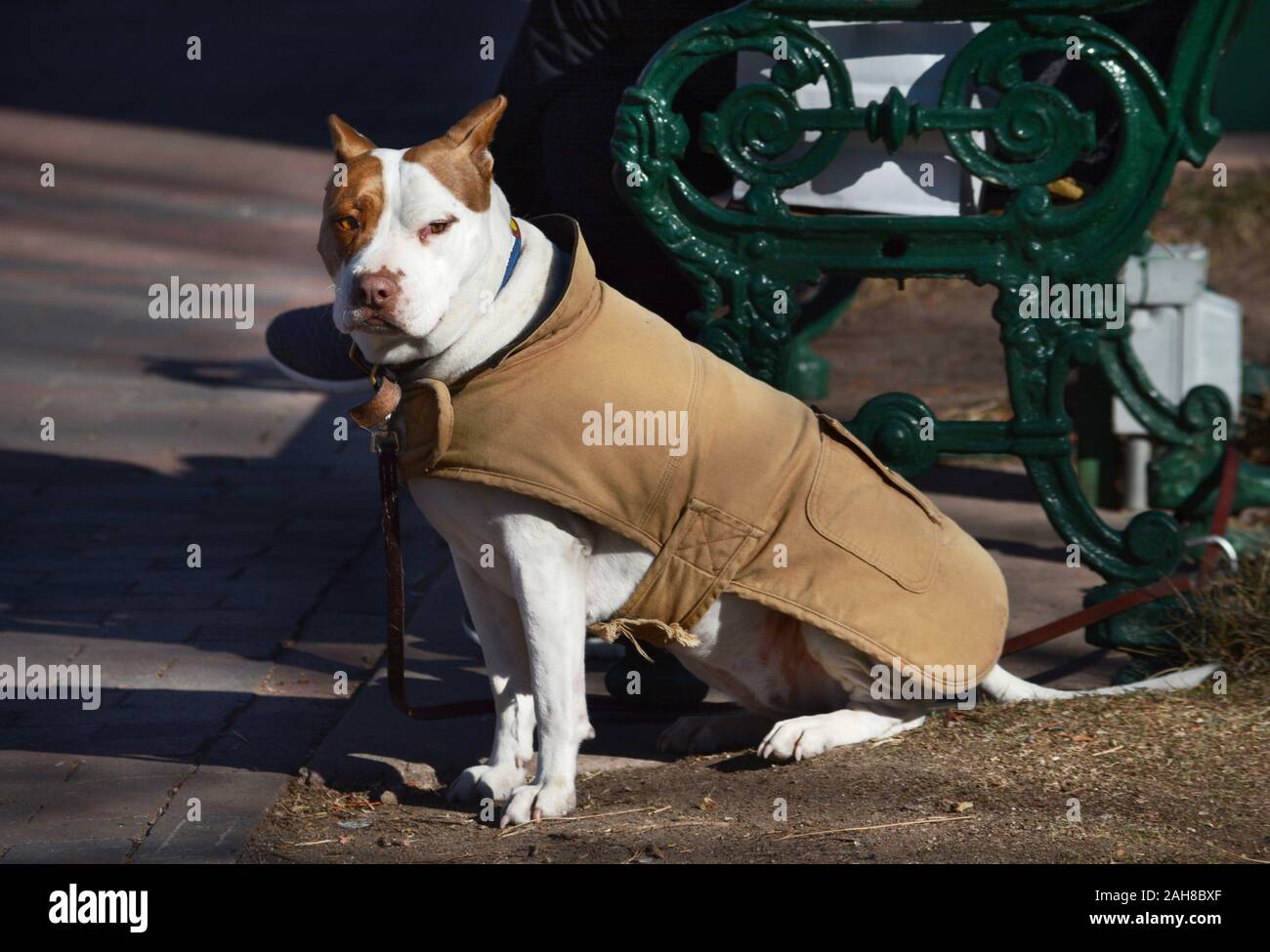 next dog jacket
