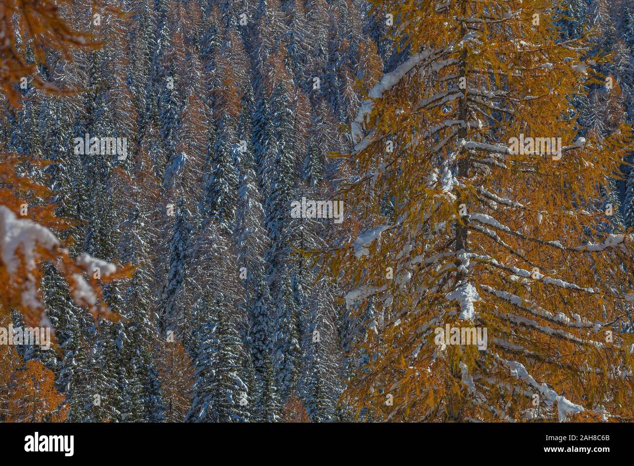 Larch wood with snowfall hi-res stock photography and images - Alamy