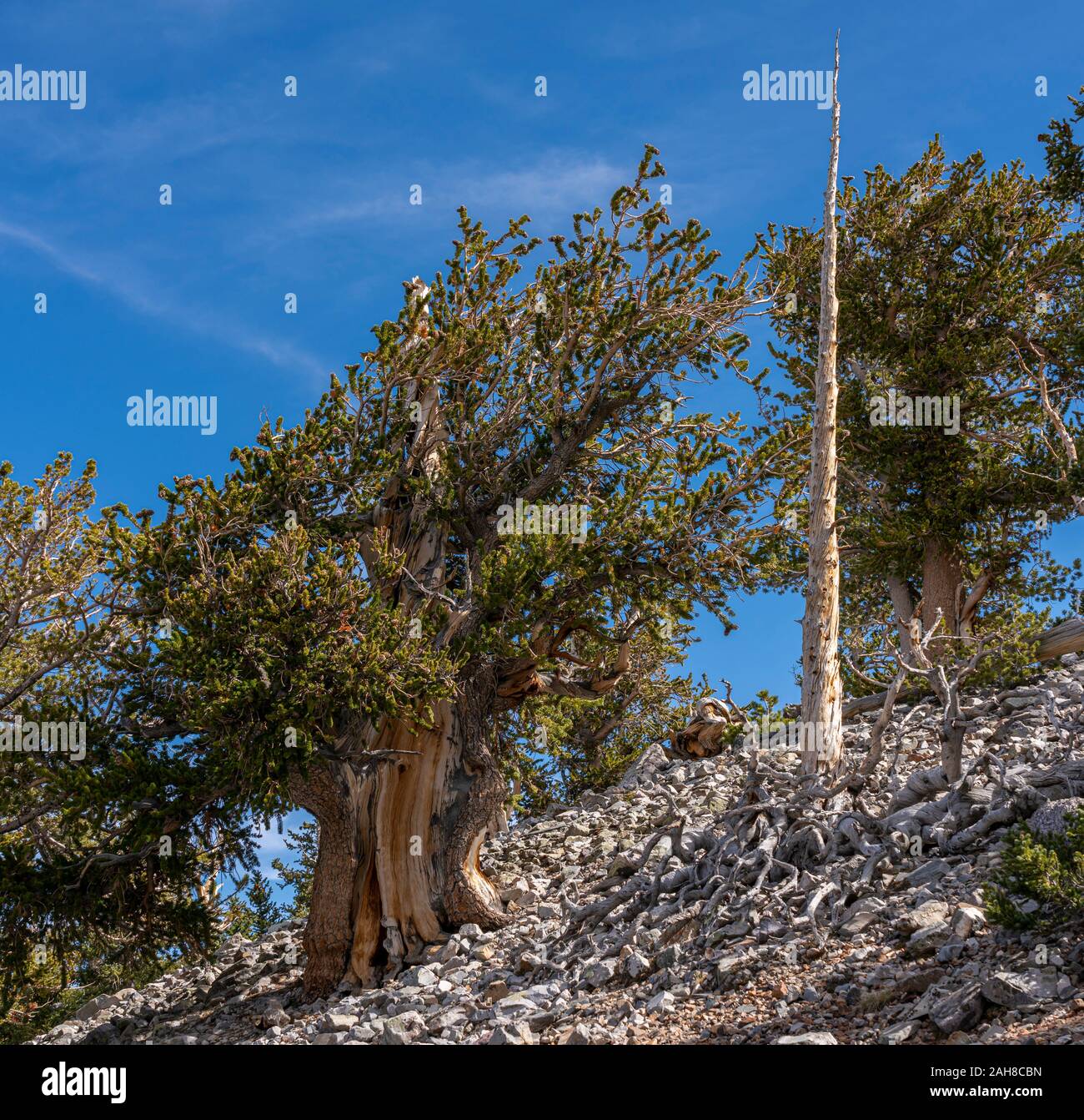 Great Basin Bristlecone Pine trees in Great Basin National Park, Nevada. Stock Photo