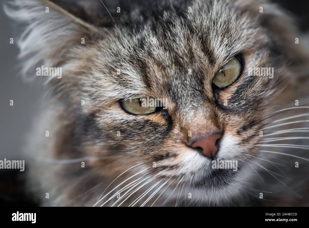 Close up portrait of a female norwegian cat staring back at the camera Stock Photo