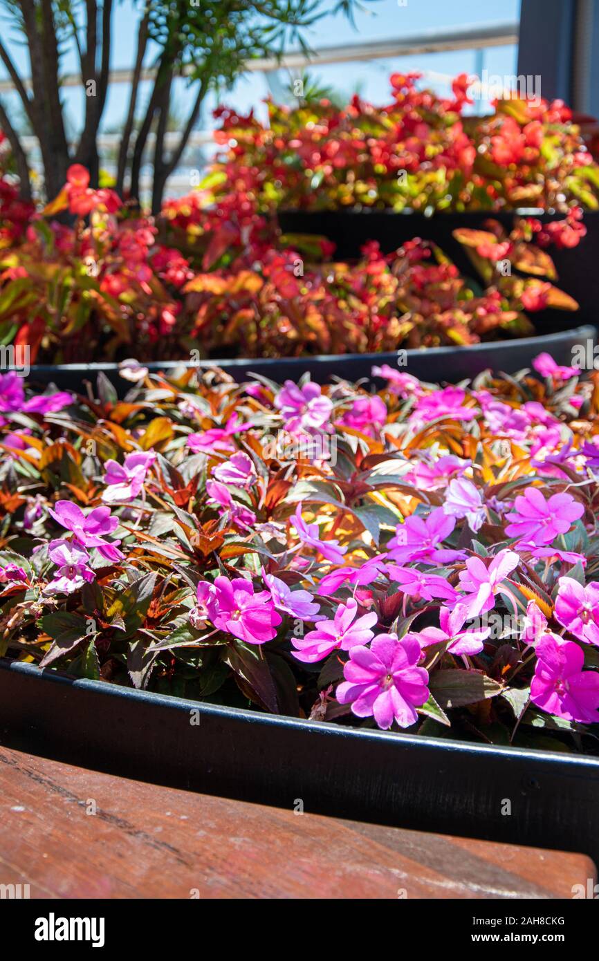 a selection of colourful flowers on display around town in Marbella
