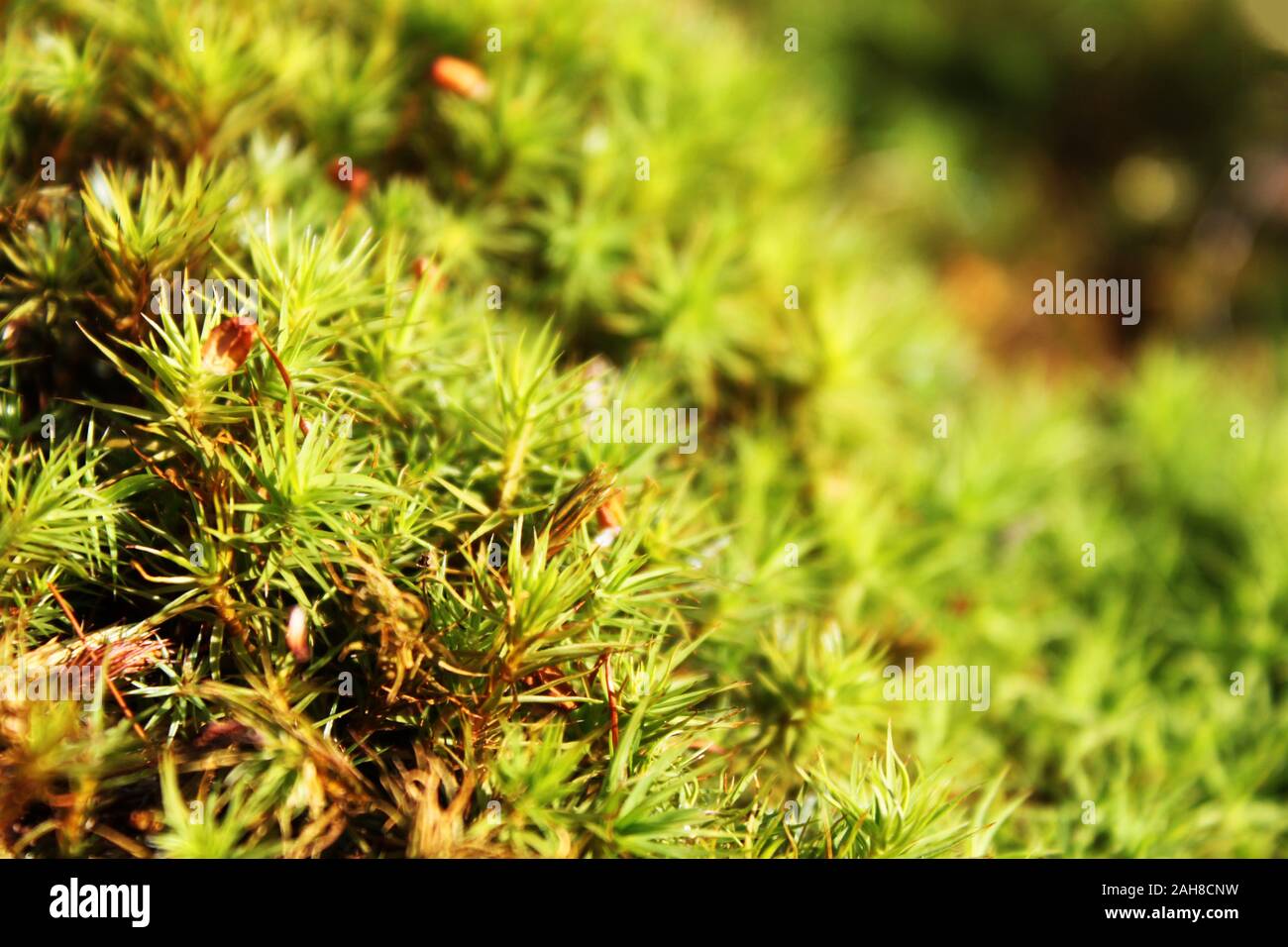 Macro view of fresh green color polytrichum moss Polytrichum. Close up. Natural background view. Selective soft focus. Shallow depth of field. Stock Photo