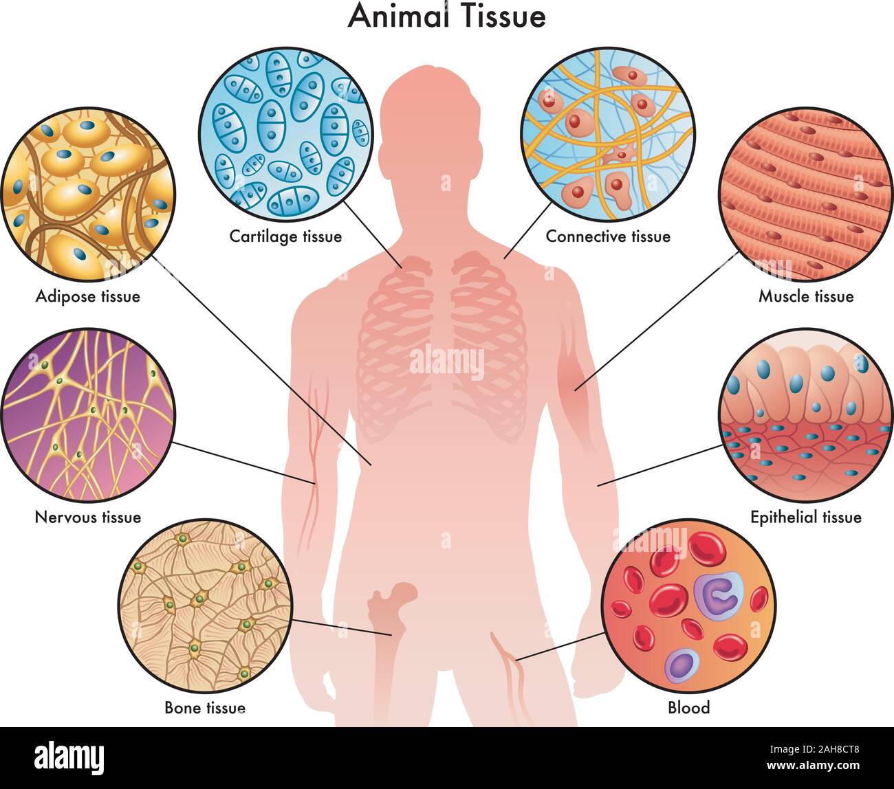 Medical illustration of the various animal tissues. Stock Vector
