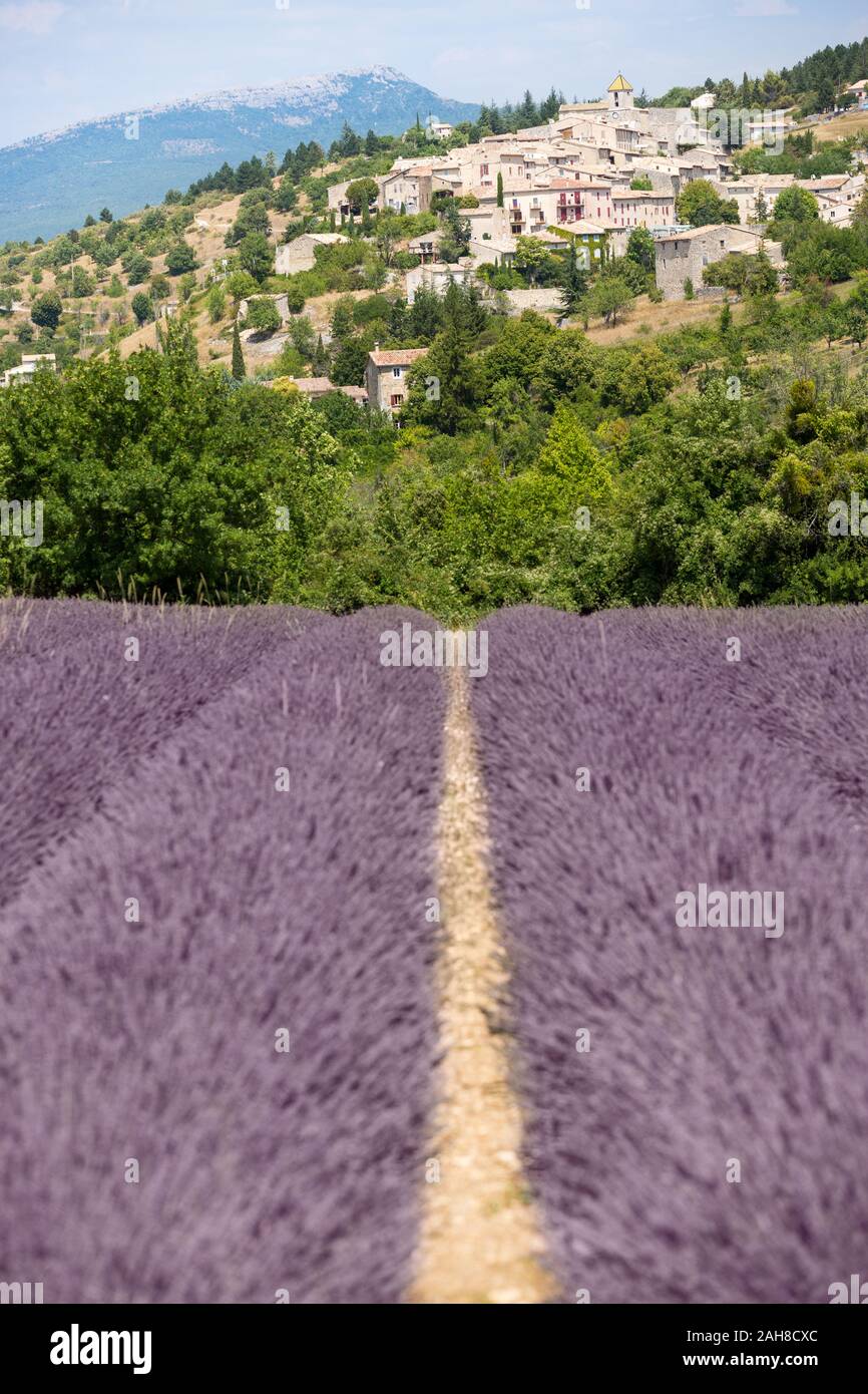 Iconic view of a rows of lavender blossoms convering in the distance to a small village seated on top of a sloping hill Stock Photo
