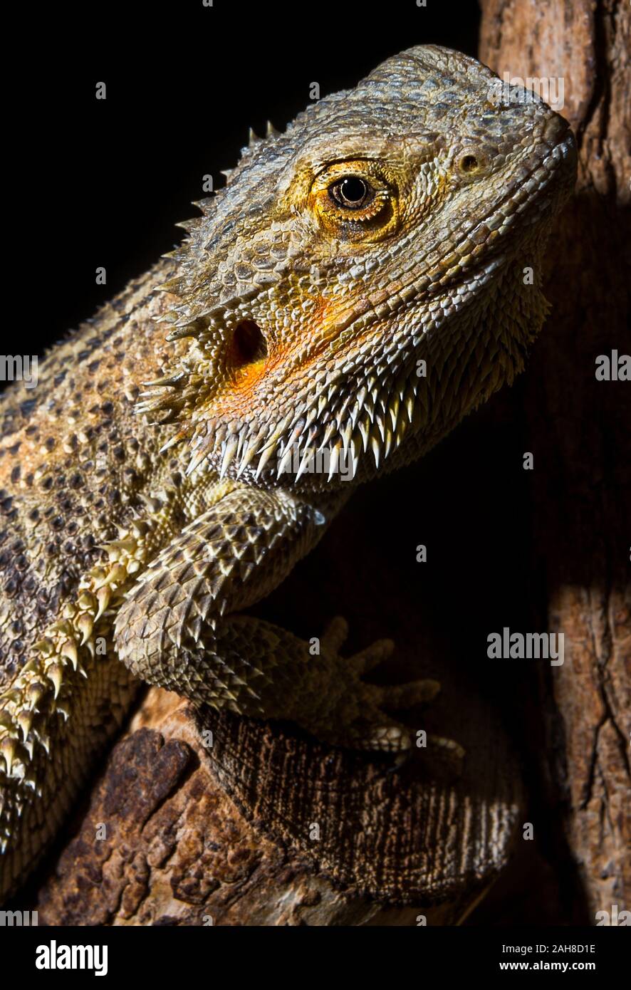 Close up of an orange and green spiky lizard climbing on a branch against a black background Stock Photo