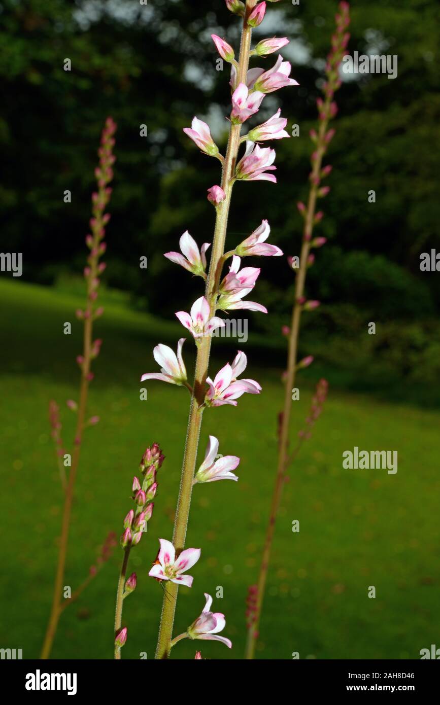 Francoa sonchifolia is endemic to Chile where it requires open sunny habitats. Stock Photo