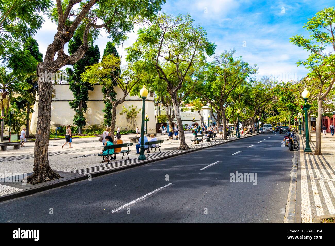 Tree-lined Avenida Arriaga in central Funchal, Madeira, Portugal Stock Photo