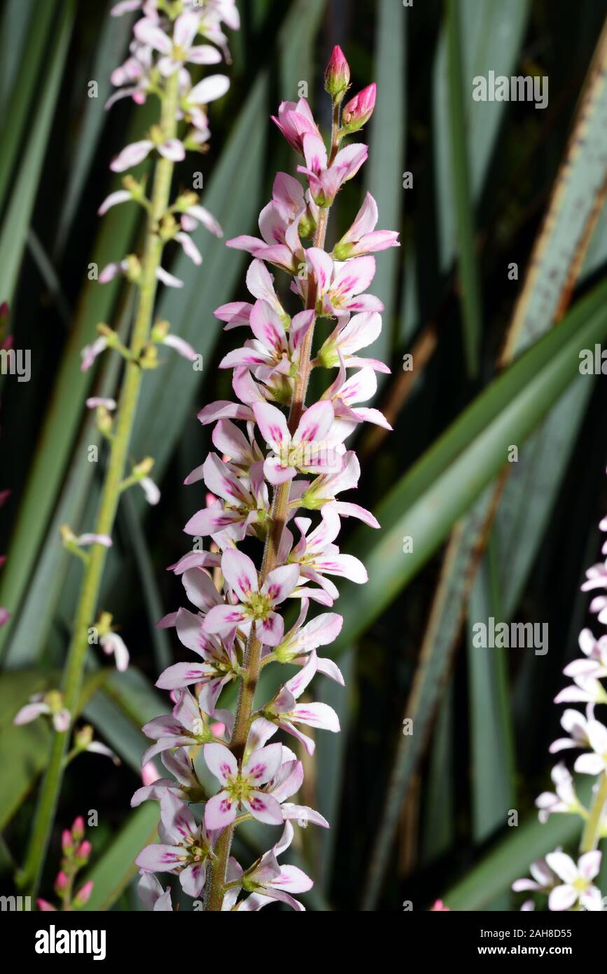 Francoa sonchifolia is endemic to Chile where it requires open sunny habitats. Stock Photo