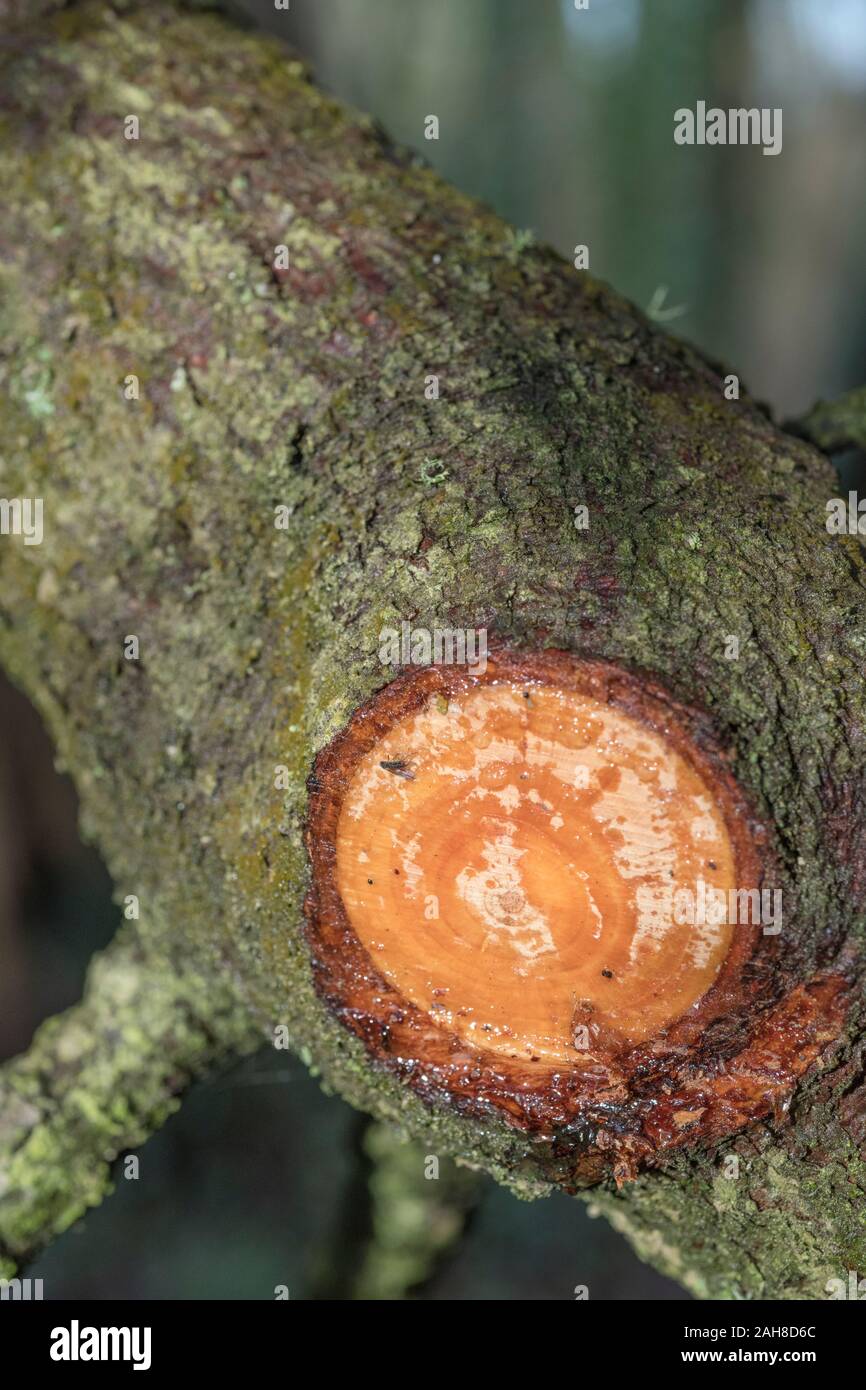 Fly caught in sap exuding from cut branch of Monterey Pine / Pinus