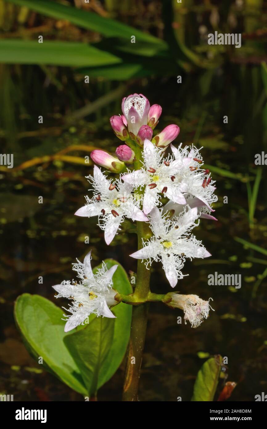 Menyanthes trifoliata (bogbean) occurs in Asia, Europe and North America in shallow ponds, lake edges, fens and bogs. Stock Photo