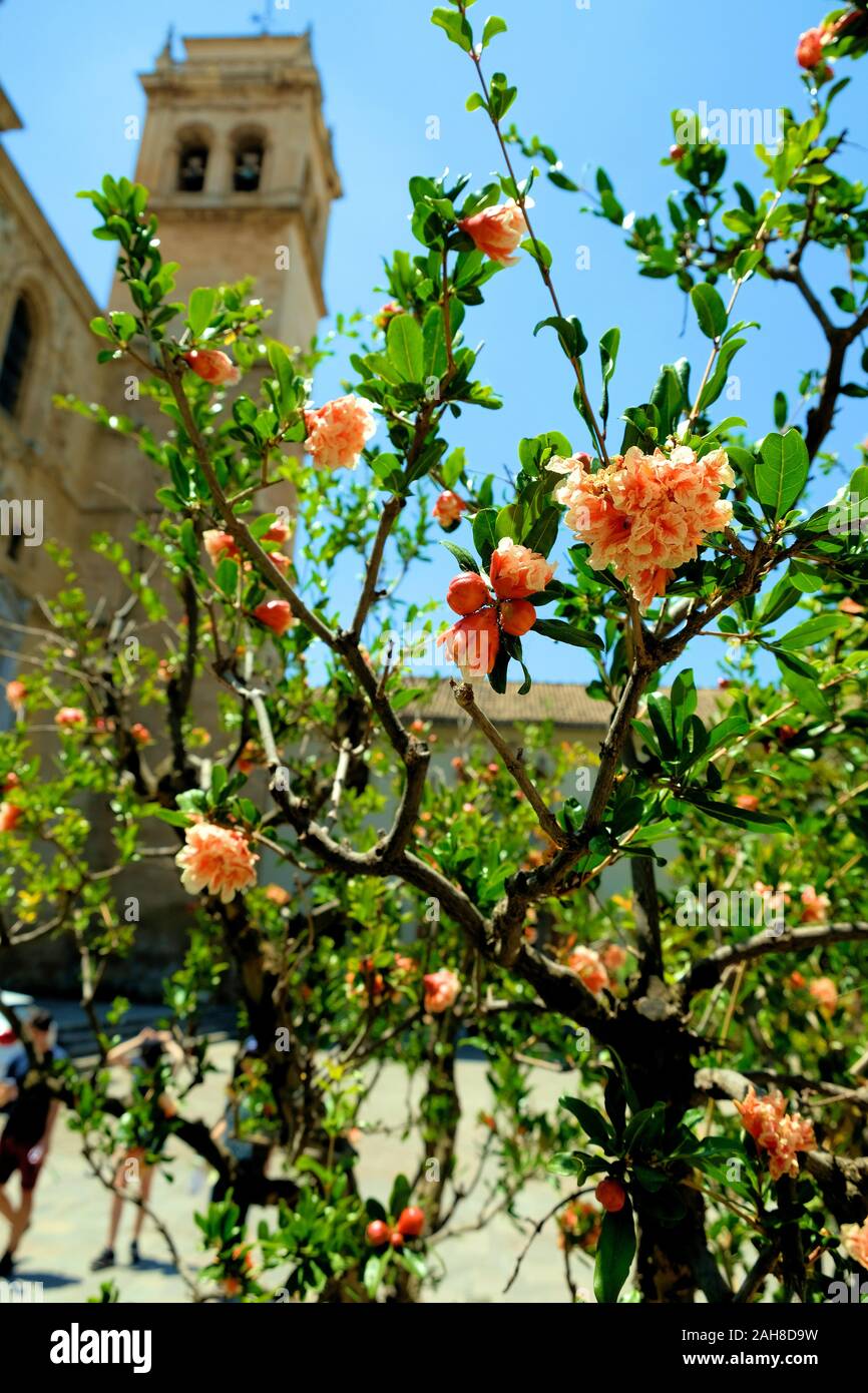 Flowering Punica Granatum tree in the outer courtyard of the Real Monasterio de San Jerónimo de Granada in Granada, Spain. Stock Photo
