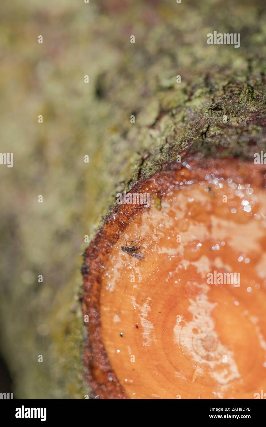 Fly caught in sap exuding from cut branch of Monterey Pine / Pinus