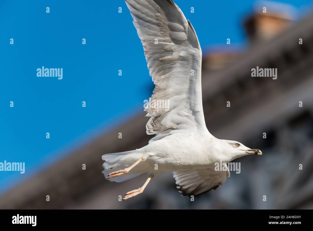 Close up of a seagull gliding in Saint Mark's square in Venice, against a bokeh background with a blue spotless summer sky Stock Photo