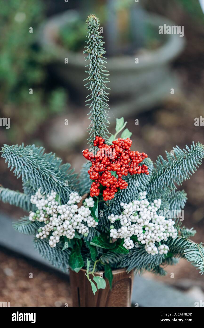 Ornamental plant grown in pot with needles and red and white berries Stock Photo