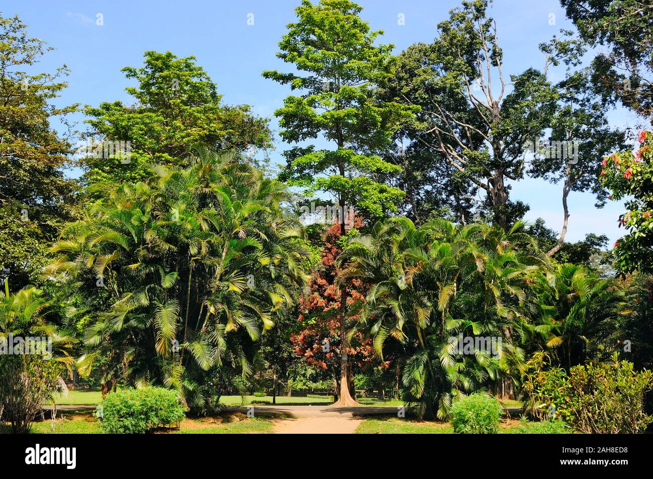 Tropical palm trees and other deciduous trees in a city park Stock Photo