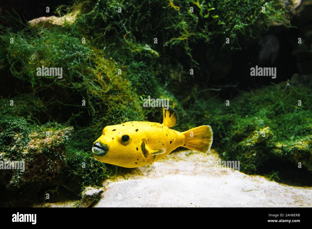 Arothron yellow floats in the water, artificial aquarium Stock Photo