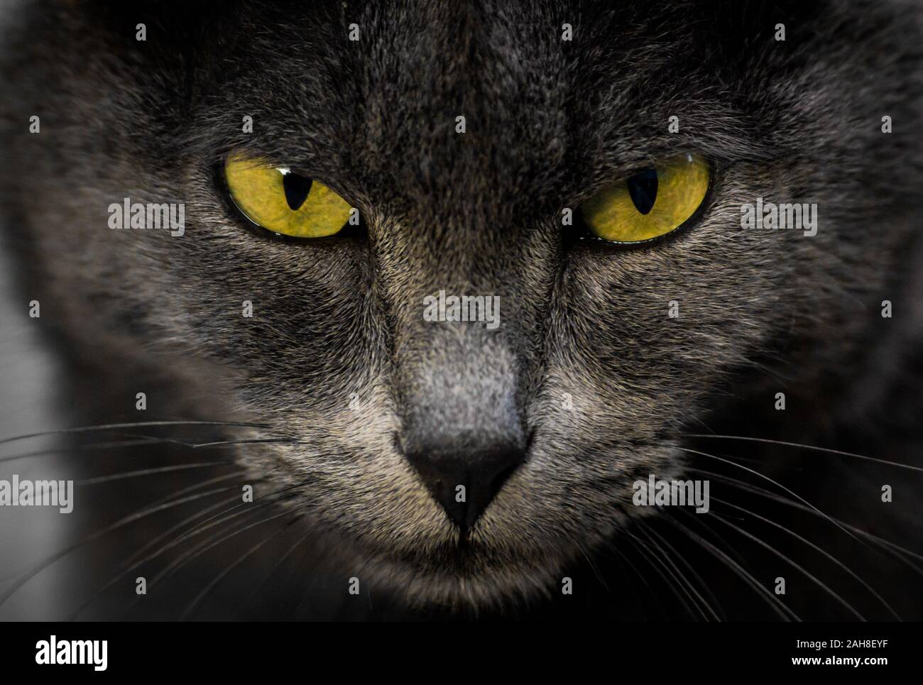 Close up portrait of a grey Chartreux cat staring back at the camera with yellow eyes Stock Photo