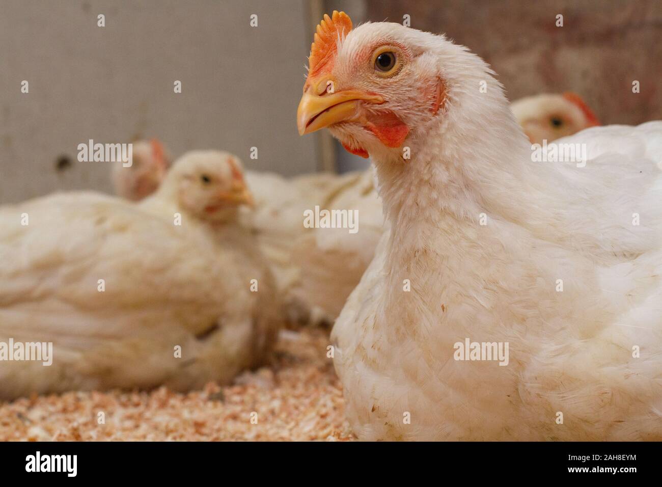 Poultry farm with chicken. Husbandry, housing business for the purpose