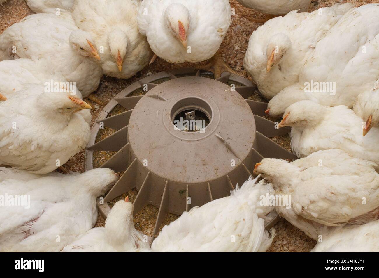 Poultry farm with chicken. Husbandry, housing business for the purpose