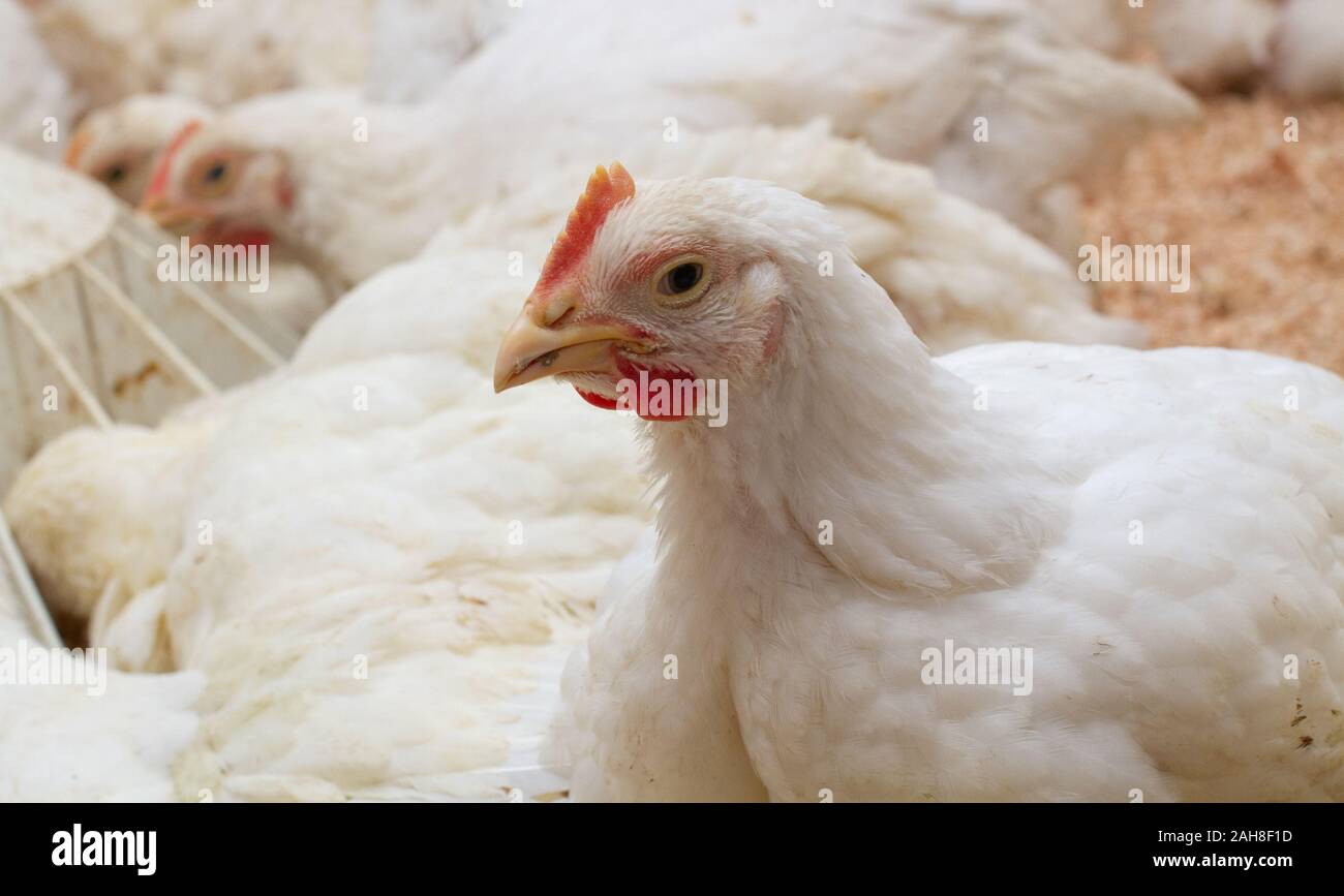 Poultry farm with chicken. Husbandry, housing business for the purpose