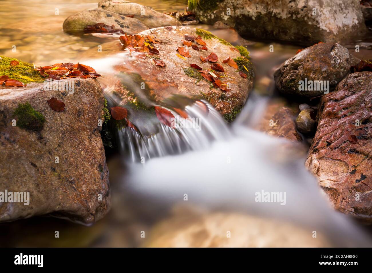 Close up of a mountain rapid flowing between rocks with autumn leaves floating Stock Photo