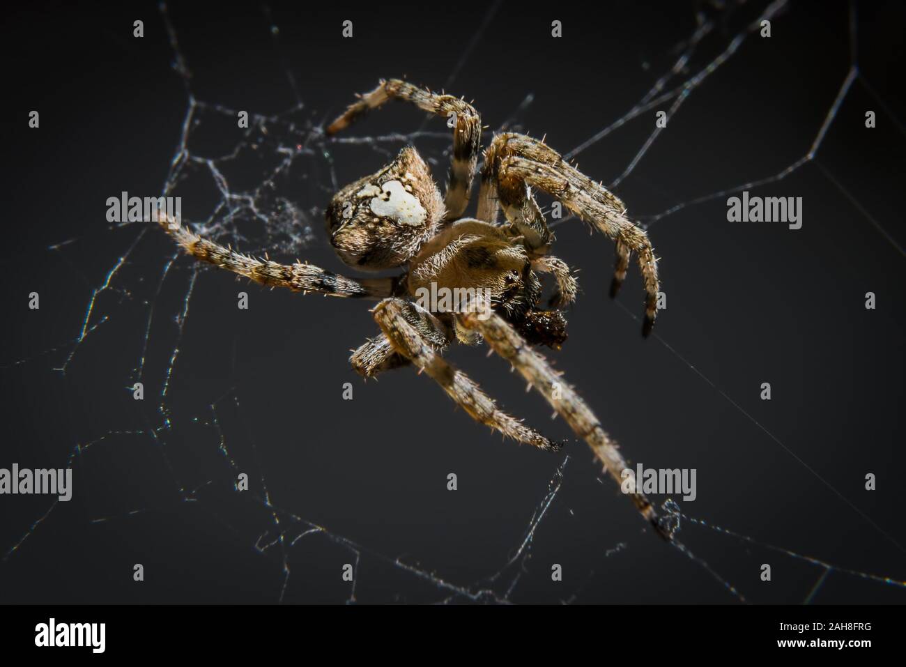 Close up of a brown spider on its web, against a black background Stock Photo