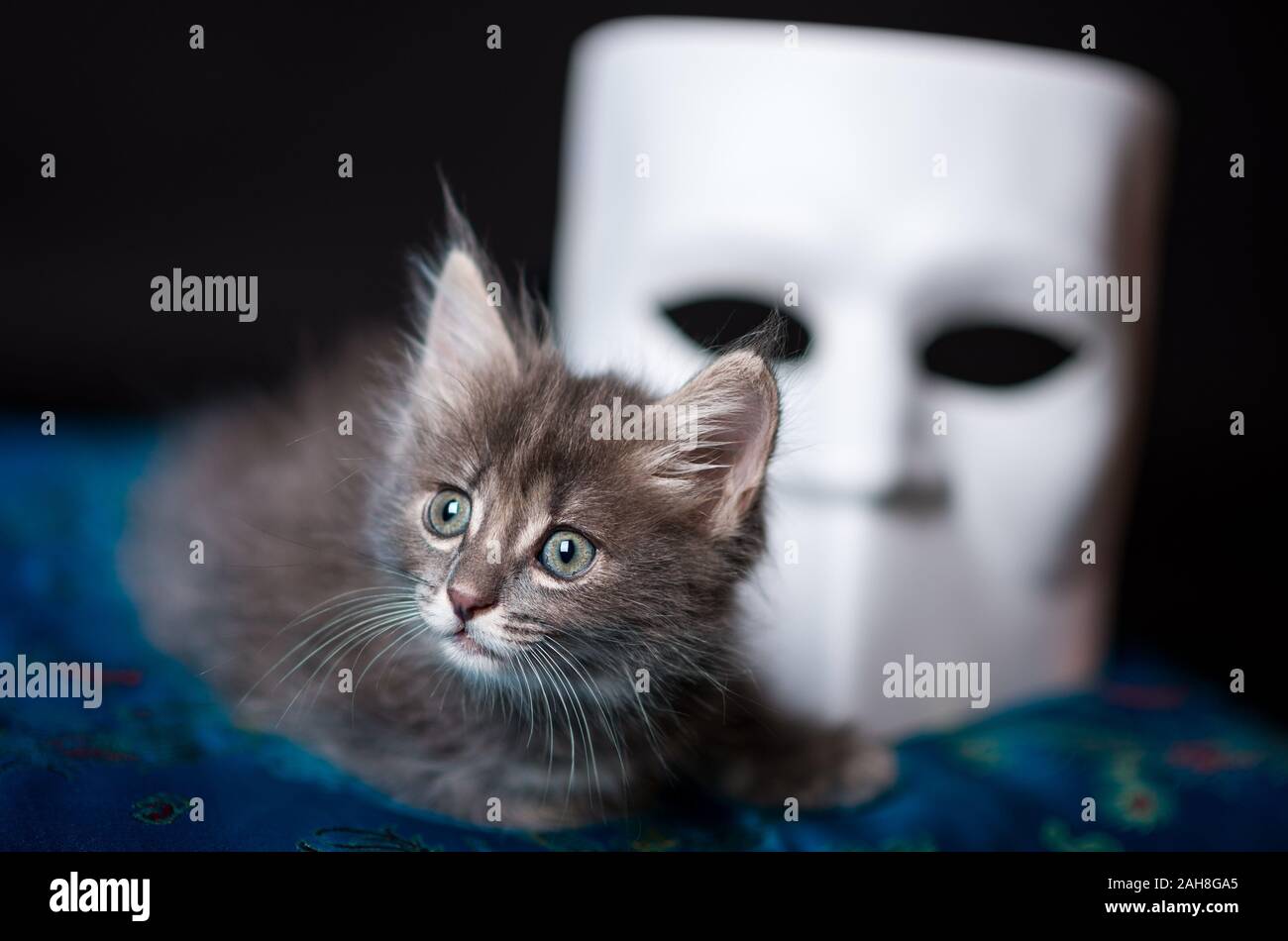 Close up studio portrait of a kitten standing on a blue brocade tissue, with a white venetian mask in the background Stock Photo