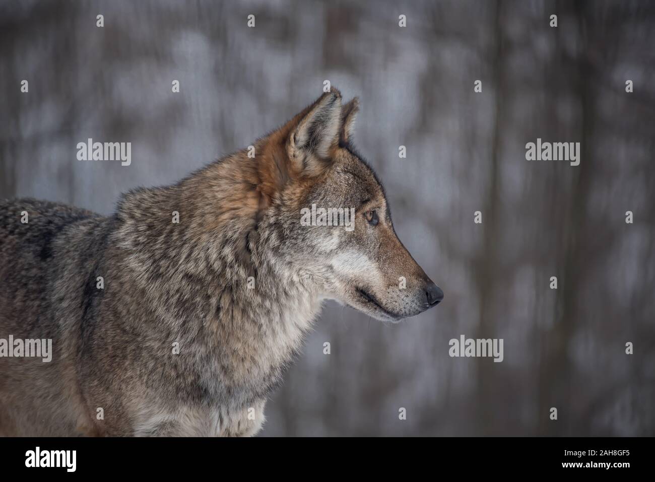 The gray wolf (Canis lupus Linnaeus, 1758), also called common wolf or
