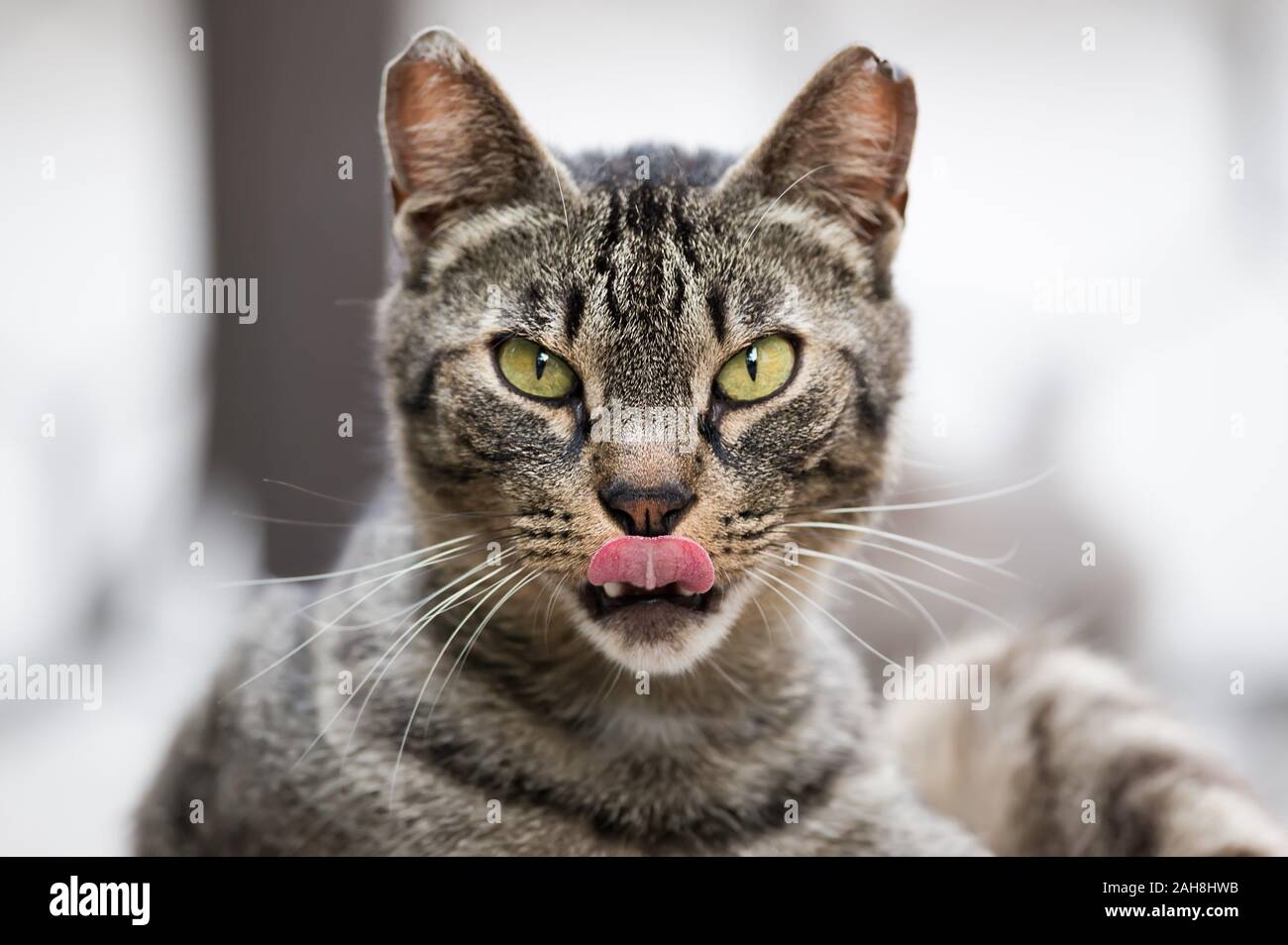 Close up portrait of a male tabby cat staring at the camera and sticking its tongue out, against a bokeh background Stock Photo