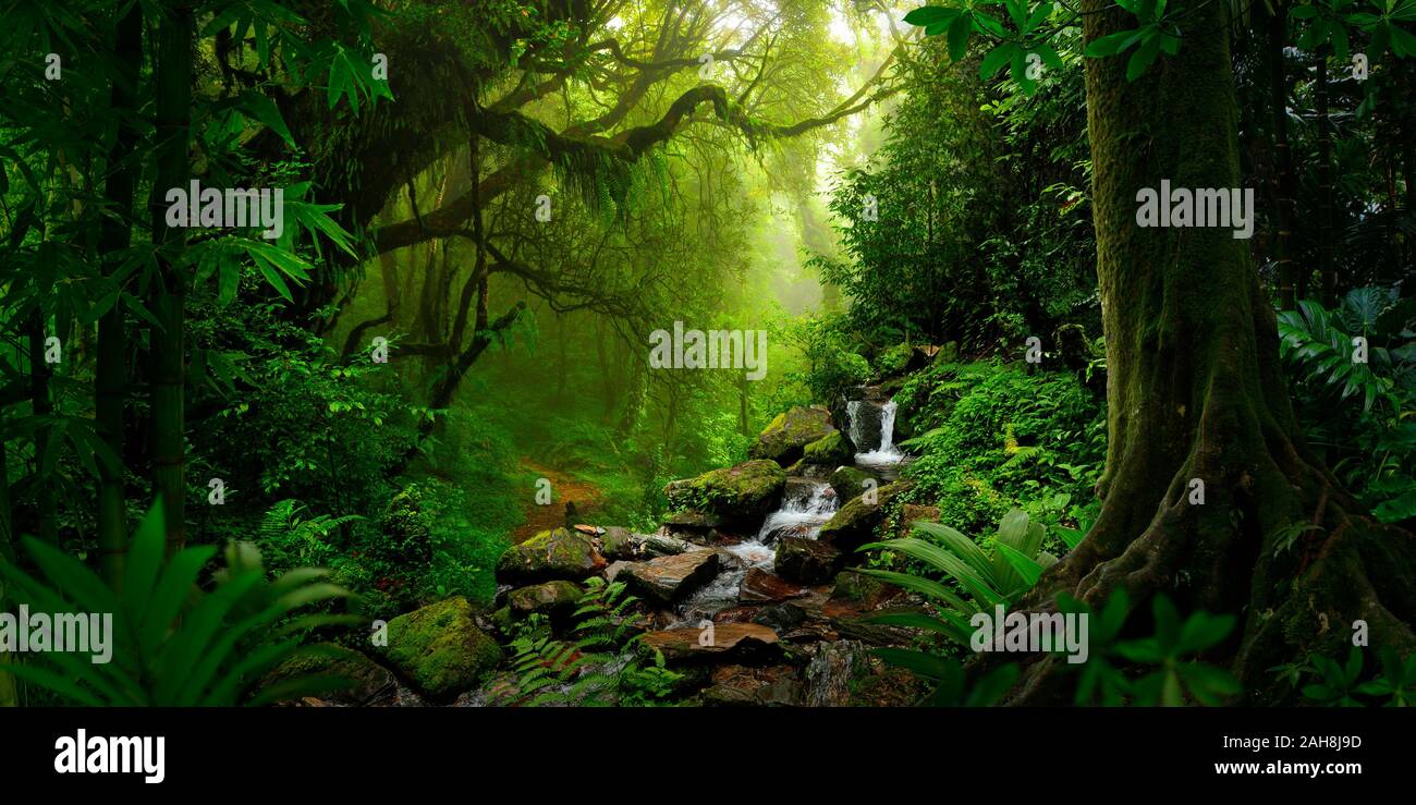 Deep tropical jungles of Southeast Asia in august Stock Photo - Alamy