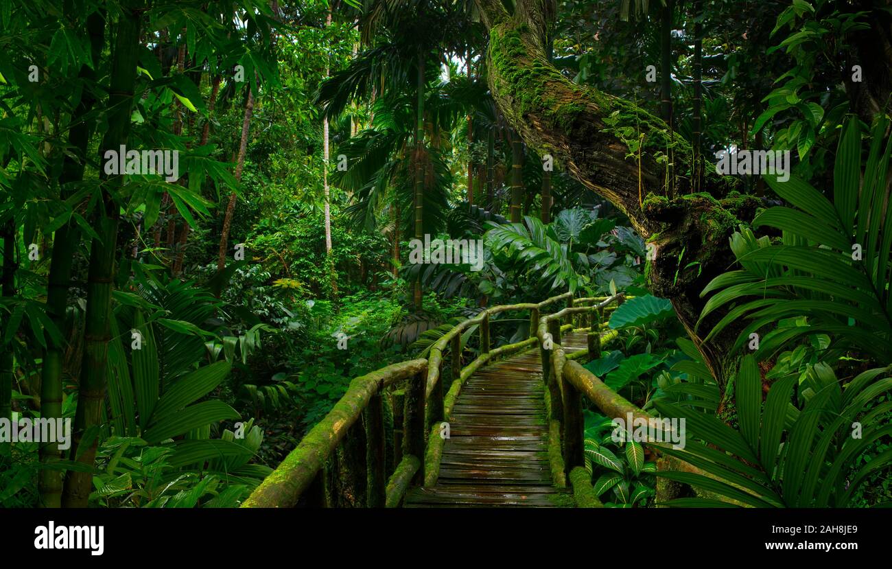 Deep tropical jungles of Southeast Asia in august Stock Photo - Alamy
