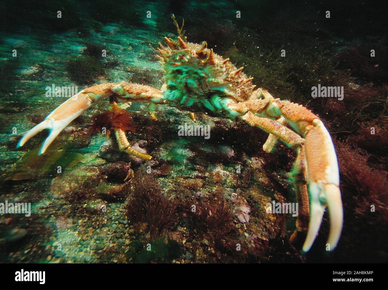 Channel Islands. Guernsey. Wildlife. Spider Crab underwater Stock Photo
