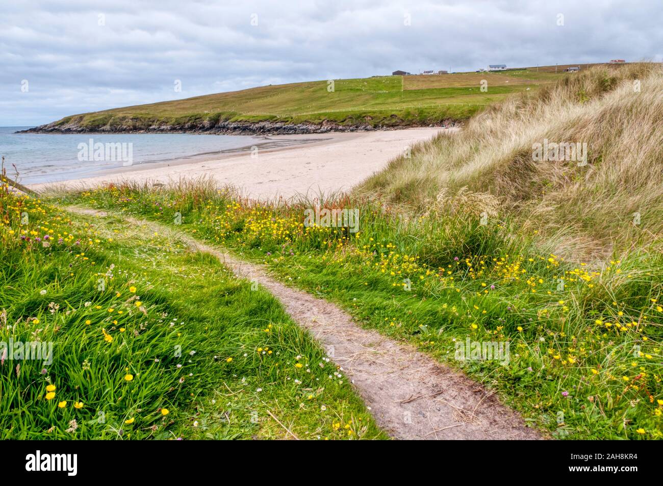 Wild flowers beside the path to the sandy beach of West Sandwick on the island of Yell, Shetland. Stock Photo