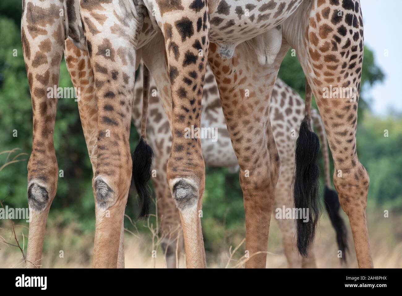 Giraffe knees hi-res stock photography and images - Alamy