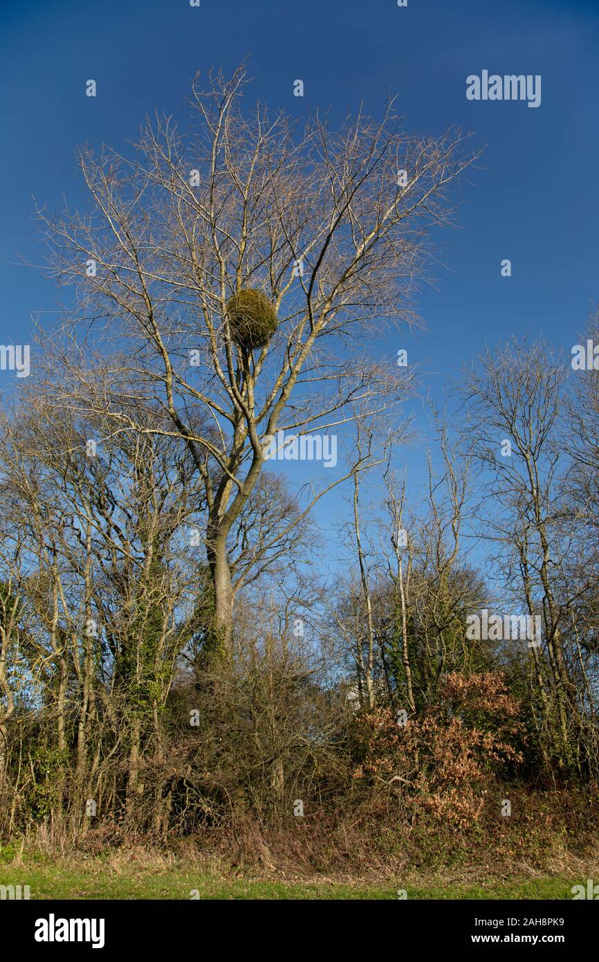 European mistletoe (Viscum album) growing on a Black Poplar tree (Populus nigra) in Canterbury, Kent, UK. Stock Photo