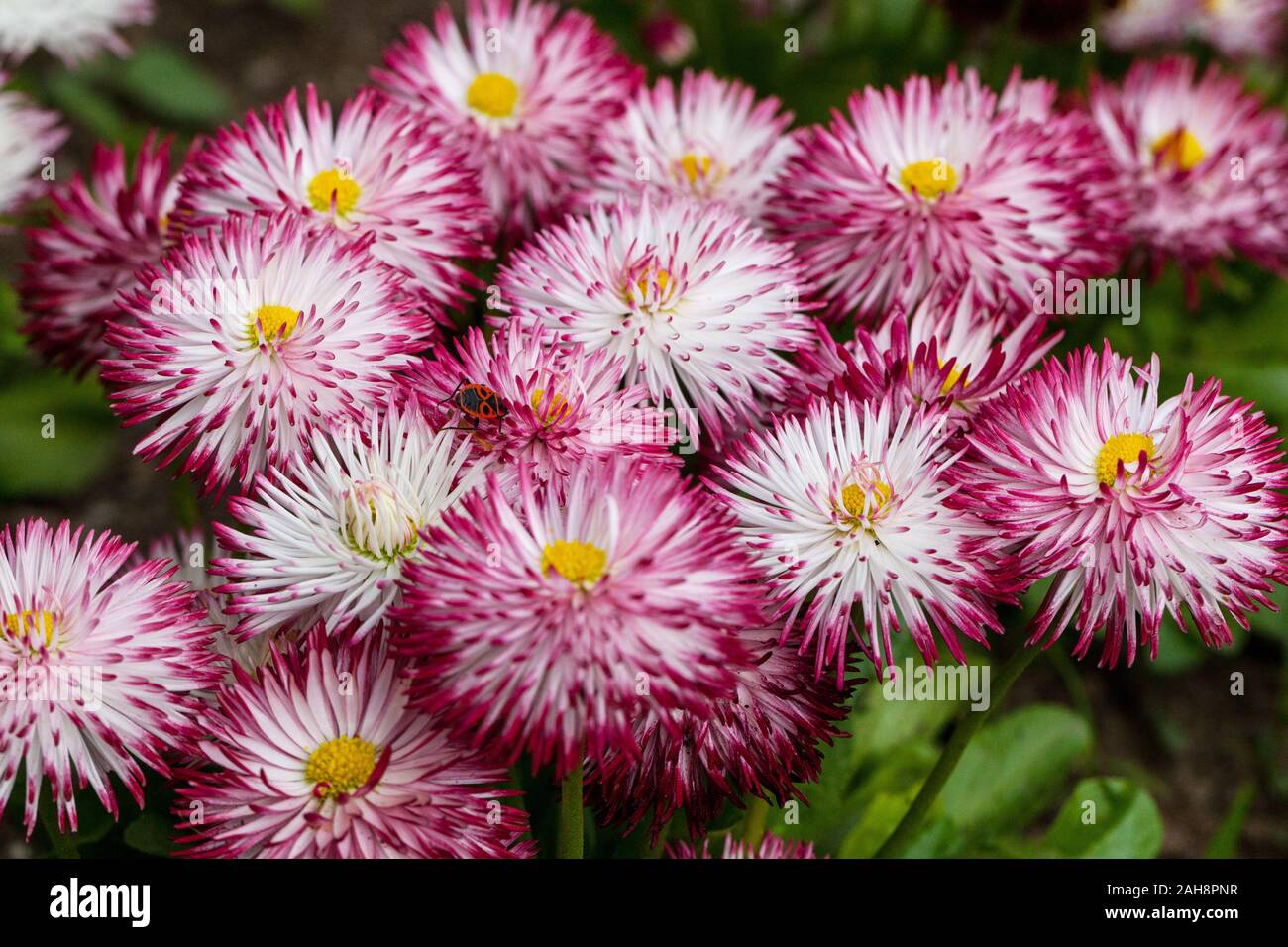 English Daisies Bellis perennis 'Habanera White with Red Tips' Stock Photo