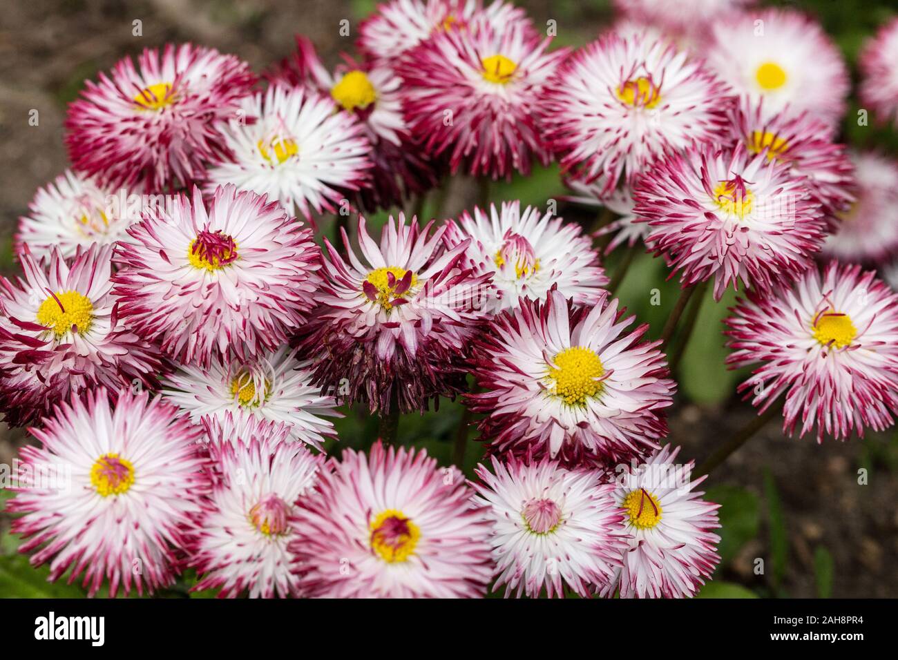 English Daisy Bellis perennis 'Habanera White with Red Tips' Stock Photo