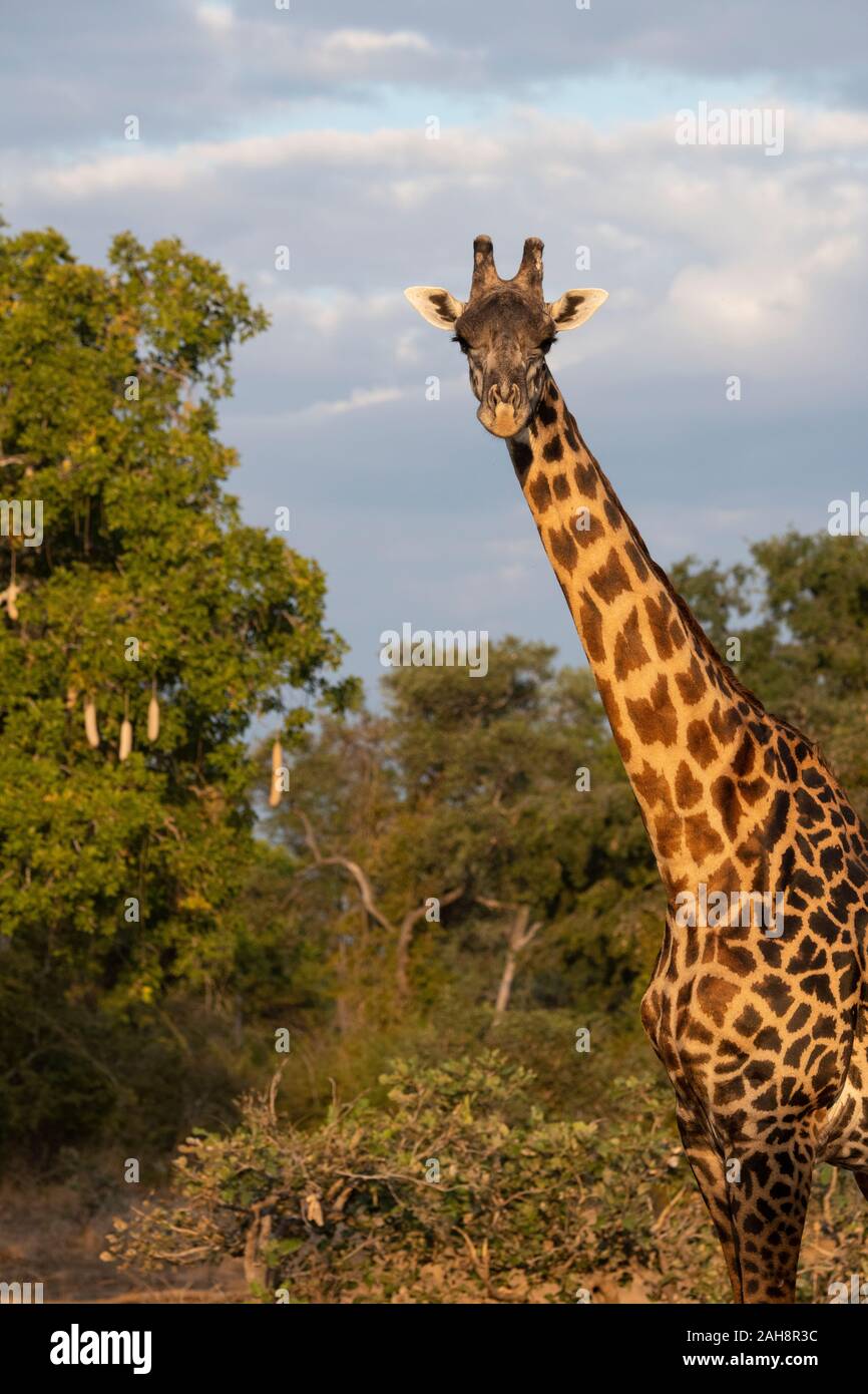 Africa Zambia South Luangwa National Park Thornicrofts Giraffe