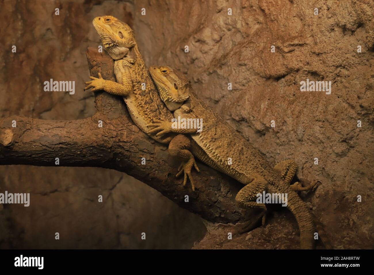 Two lizards hug each other, sit on a branch of a tree Stock Photo Alamy