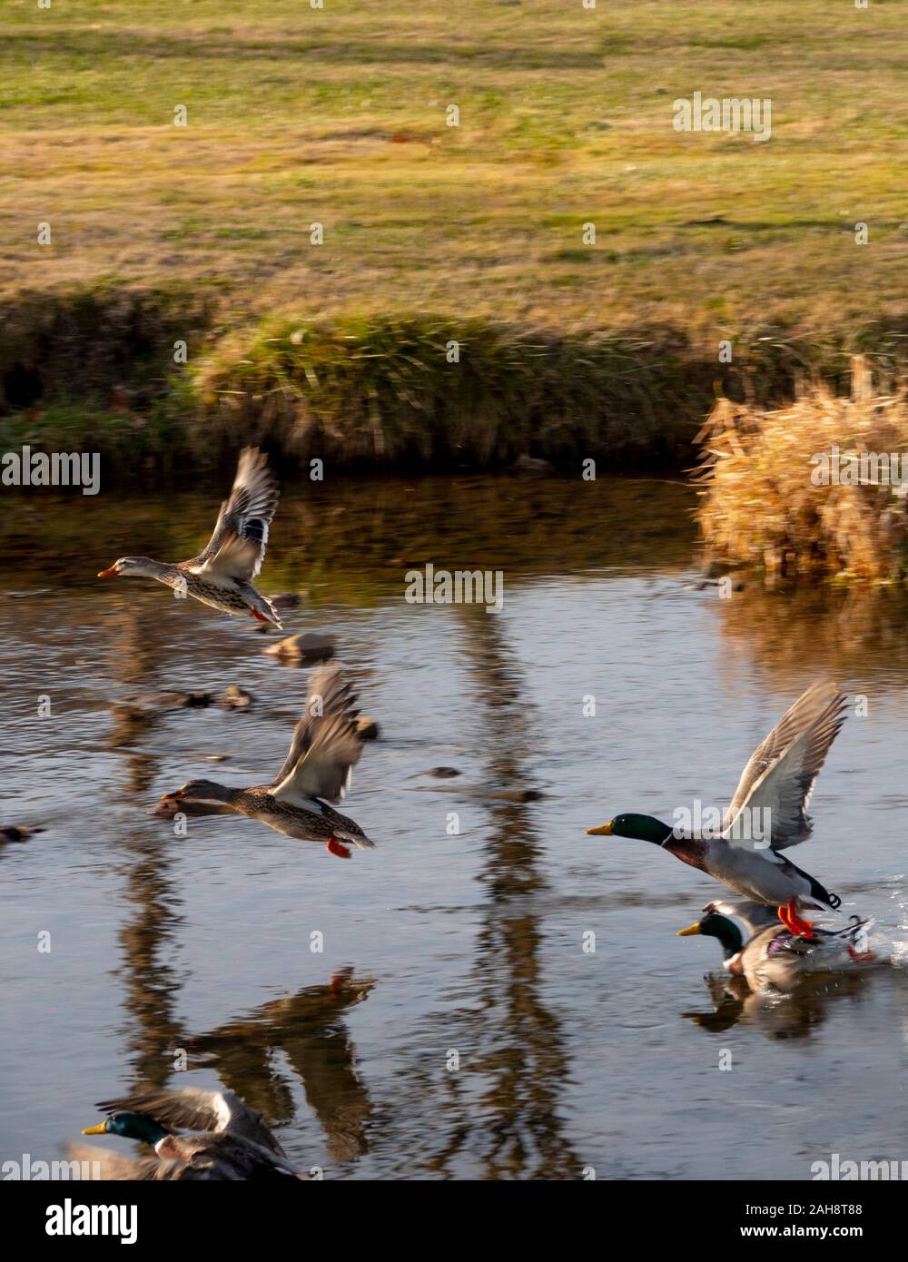 USA Virginia VA mallard ducks take flight from Hawksbill creek Stock Photo