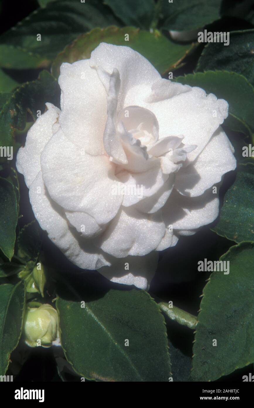 CLOSE-UP OF IMPATIEN (DOUBLE) 'WHITE' FLOWER Stock Photo