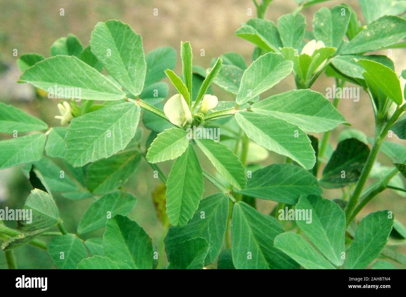 FENUGREEK GROWING (TRIGONELLA FOENUM-GRAECUM) IS CULTIVATED AS A WORLD WIDE SEMIARID CROP. USED AS COMMON INGREDIENT IN DISHES FROM INDIA.. Stock Photo