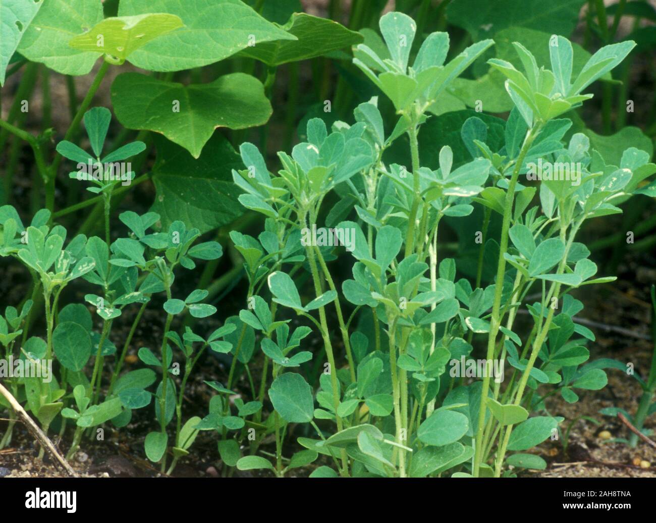 FENUGREEK GROWING (TRIGONELLA FOENUM-GRAECUM) IS CULTIVATED AS A WORLD WIDE SEMIARID CROP. USED AS COMMON INGREDIENT IN DISHES FROM INDIA. Stock Photo