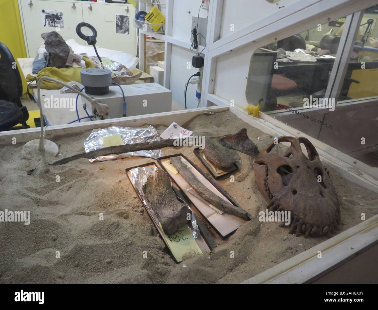Dinosaur fossils being researched in the Natural History Museum of Los