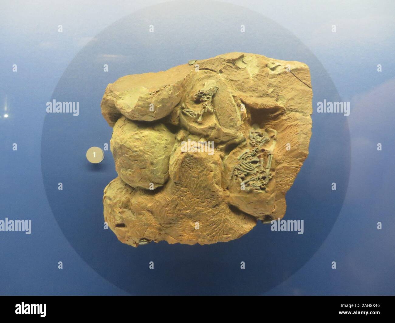 Dinosaur fossils on display in a museum Stock Photo Alamy