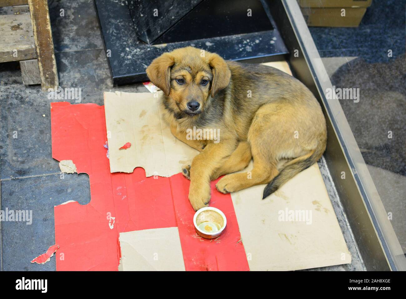 Young, adorable stray dog llaying on cardboard bed besides a store in wintertime, with empty