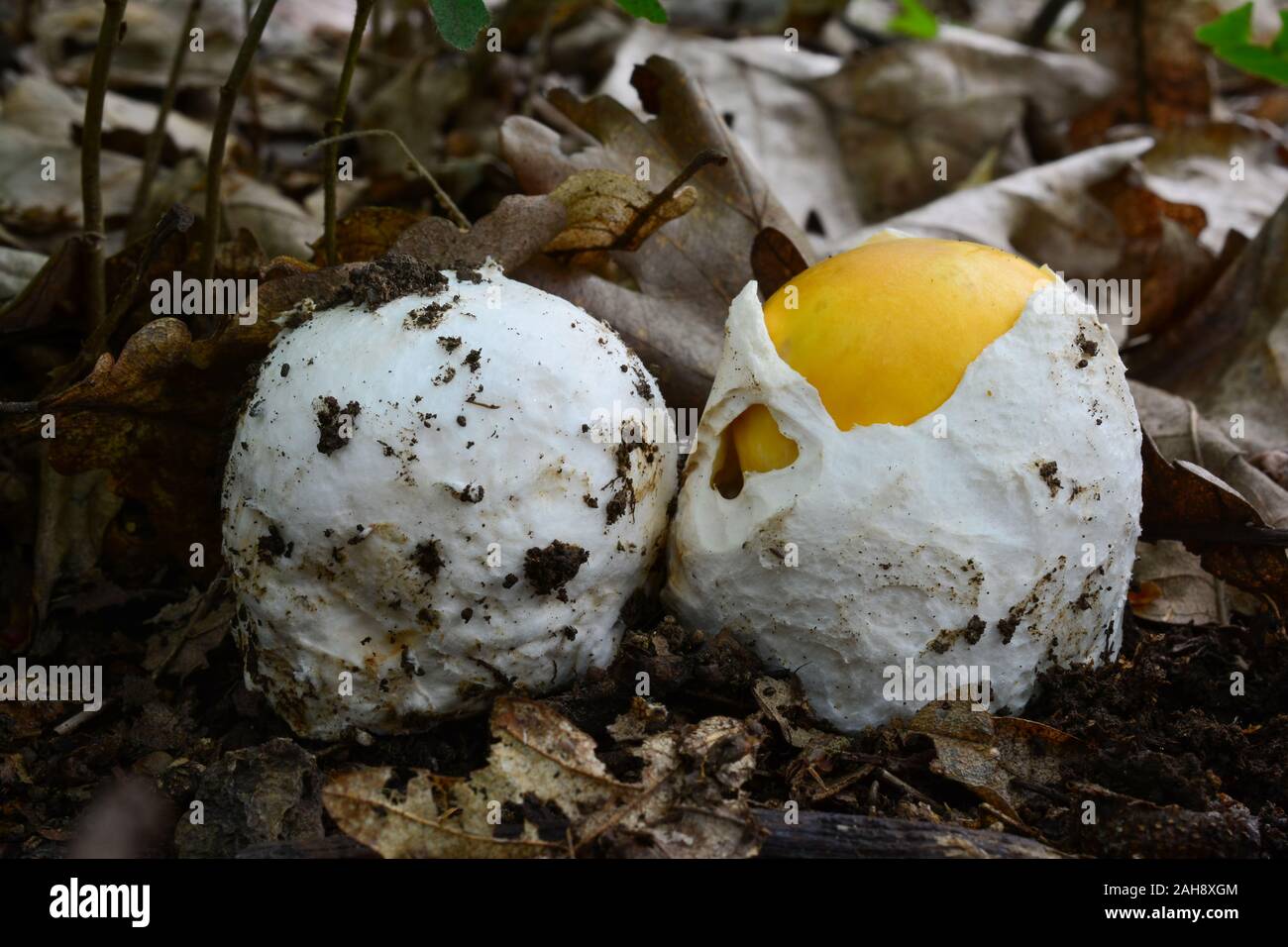 Two very young and healthy specimen of Amanita caesarea or Caesar's mushrooms, one of them still in the egg stage, the other partially opened, close u Stock Photo