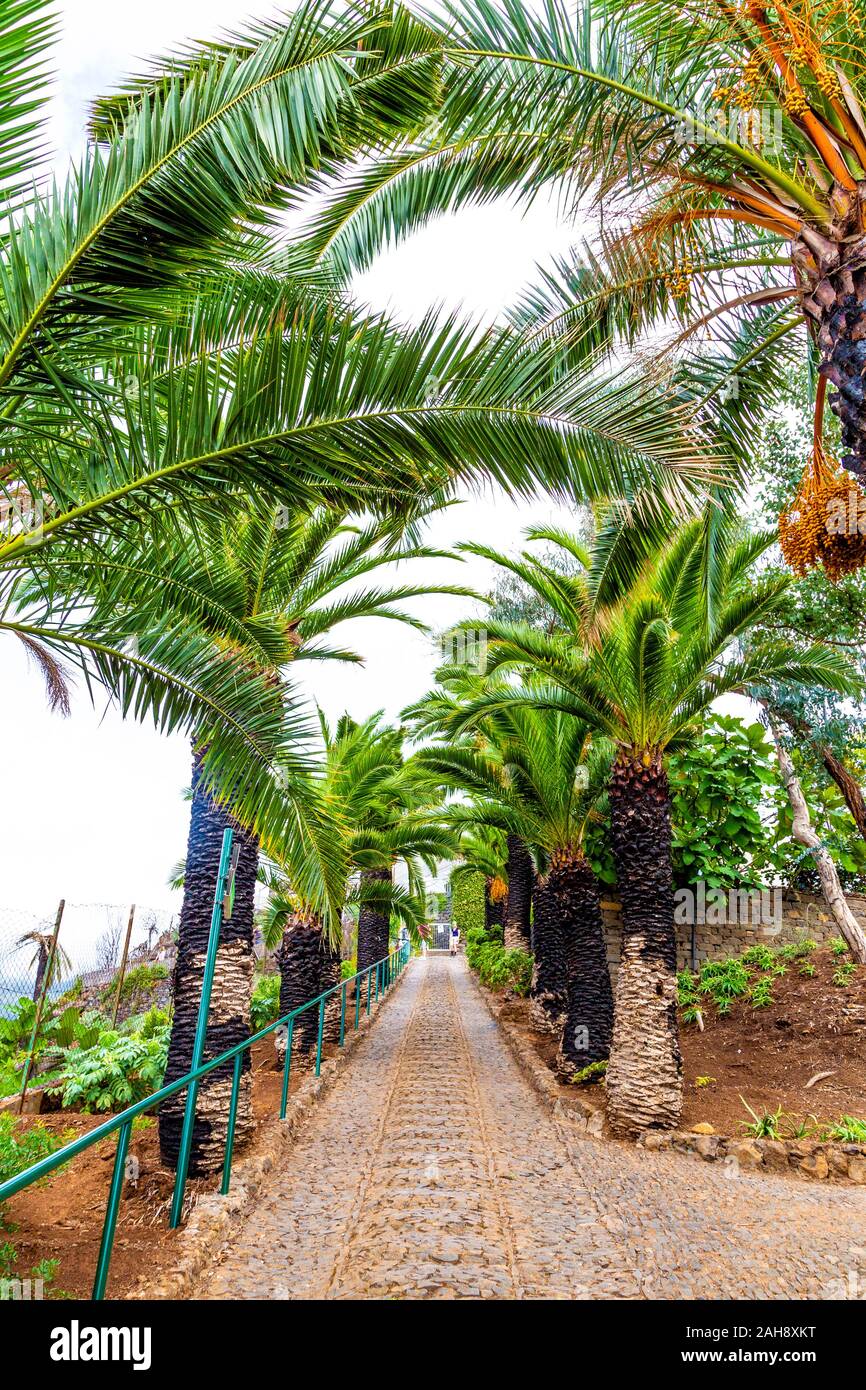 Phoenix canariensis palm trees along a path at Botanical Gardens (Jardim Botânico da Madeira), Madeira, Portugal Stock Photo